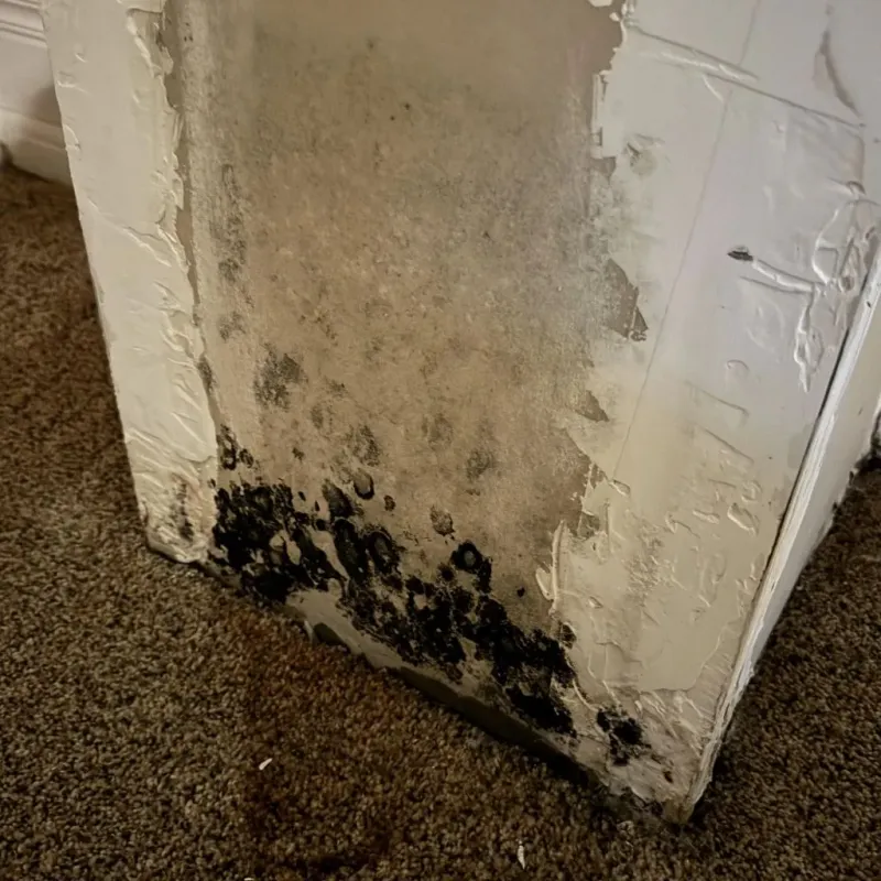 Professional Mold Removal in Saint John, KS